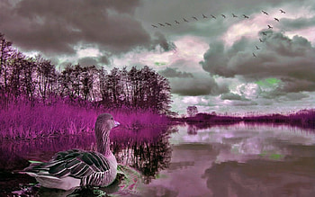 Strange lake, clouds, sky, goose, lake HD wallpaper