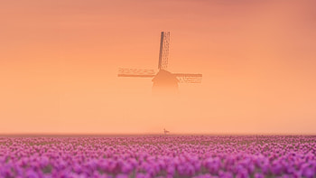 Beauty Of The Netherlands , netherlands, world, windmill, nature HD wallpaper