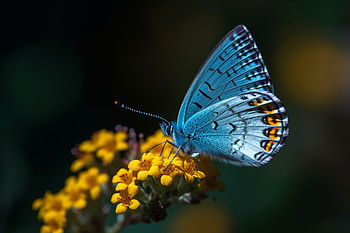 Butterfly Beauty: Vibrant Animal, Animal, butterfly HD wallpaper