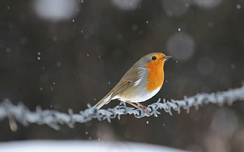 Animals, Bird, Wire, Little Bird, Birdie, Robin HD wallpaper