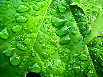 Background, Leaves, Drops HD wallpaper