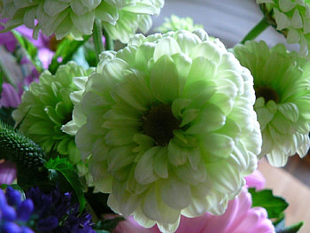 Someone loves green! (for Cinzia), white, graphy, flower, love, green, nature, flowers HD wallpaper