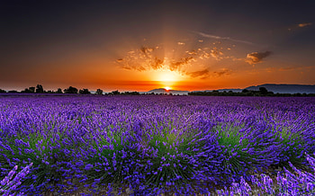 Lavender field at sunset, sunset, field, lavender, beautiful, sky, flowers, sunner HD wallpaper