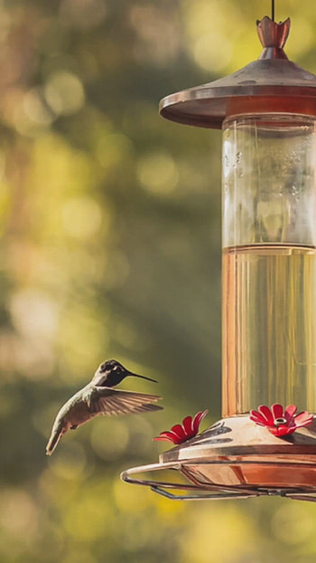 Beautiful animal, Animals, Pet birds HD phone wallpaper