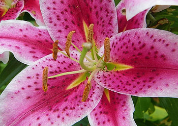 Pink Lilly, pink, lilly, flower HD wallpaper
