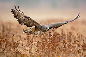 Buzzard (Animal), Eye-catching , Magnificent buzzard, Bird's beauty HD wallpaper