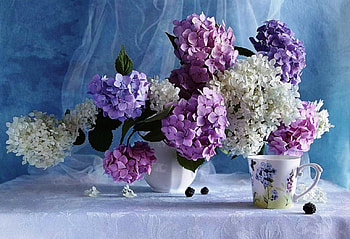 Morning softness, natural, morning, tea, colors, beauty, delicate, hydrangeas, coffee, white, soft, vase, decor, cup, purple, still life, pink, nature, flowers HD wallpaper