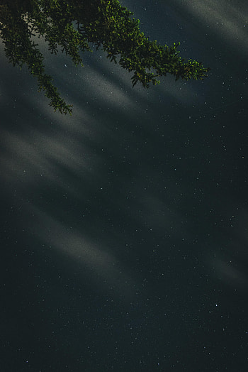 Nature, Stars, Night, Starry Sky, Branches HD phone wallpaper