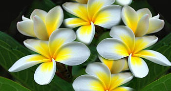 BEAUTY, FLOWERS, NATURE, PLUMERIA HD wallpaper