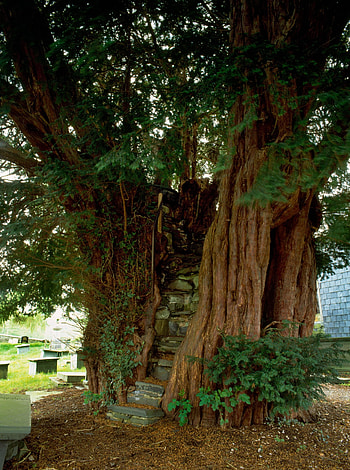 Brief history, Britain's ancient yews, Yew tree HD phone wallpaper