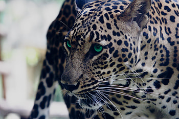 Animals, Leopard, Muzzle, Predator, Sight, Opinion, Green Eyed, Green-Eyed HD wallpaper