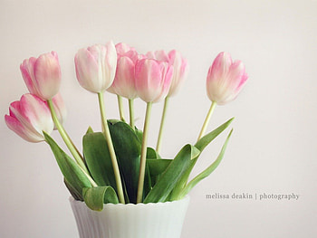 The time is now, pastel, soft, tulips, pink, time, flowers, now, new, lovely HD wallpaper