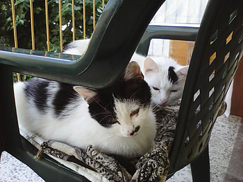 Best friends, cats, cute, precious, friends HD wallpaper