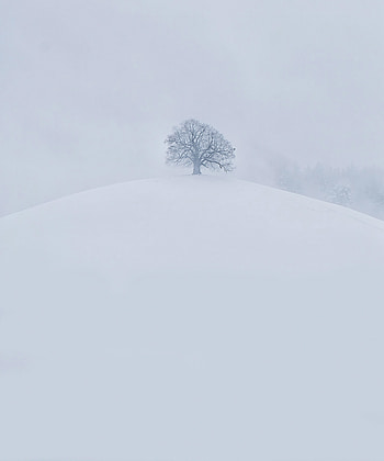 Winter, Nature, Snow, Wood, Tree, Hill HD phone wallpaper
