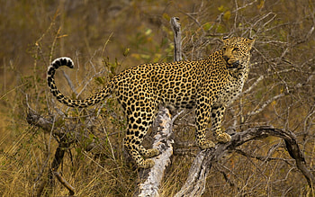 Animals, Wood, Leopard, Tree, Branch, Predator, To Stand, Stand HD wallpaper