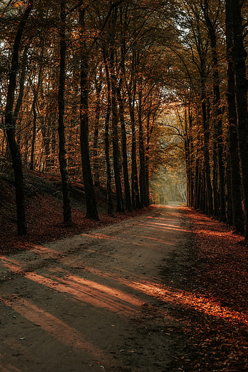 Nature, Trees, Autumn, Forest, Alley, Path HD phone wallpaper