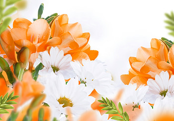 Beautiful Flowers, petals, nature, flowers, gerbera, daisies HD wallpaper