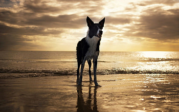 Animals, Beach, Usa, Dog, United States, Florida HD wallpaper
