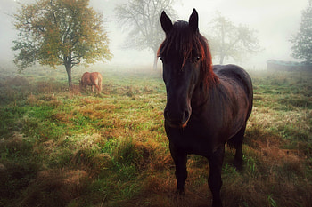 Fog, Animal, Horse, Stare HD wallpaper