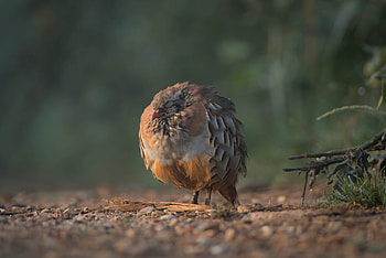 Animals, Bird, Slivers, Splinters, Partridge HD wallpaper