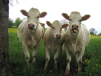 can we come home now, animal, cow, farm, sky, grass HD wallpaper