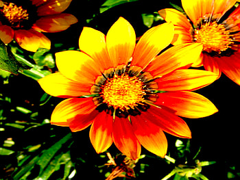 Red Yellow, red, yellow HD wallpaper