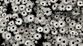 Bw, small flowers, art HD wallpaper