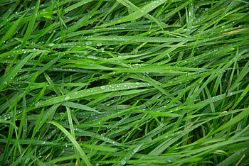 Grass, Drops, Macro HD wallpaper
