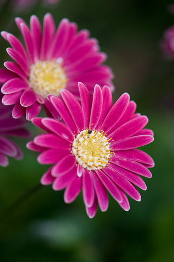 Flowers, Macro, Close-Up, Bloom, Flowering, Daisies HD phone wallpaper