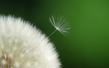 Plants, Dandelions HD wallpaper