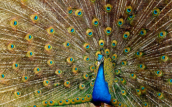 Peacock Plumage, animal, bird, graphy, beautiful, avian, wide screen, wildlife, peacock HD wallpaper