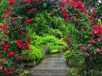 Floral alley, roses, garden, floral, bushes, beautiful, nice, park, summer, pretty, green, red, greenery, alley, nature, flowers, lovely HD wallpaper