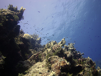 the oceans, sea, oceans, coralreefs, nature, water HD wallpaper