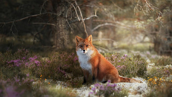 Wildlife meadow, Red fox beauty, Majestic animal, Enchanting nature HD wallpaper