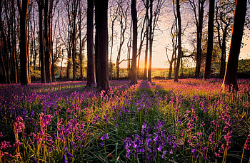 Forest sunlight, summer, wildflowers, rays, sunlight, trees, beautiful, lovely, forest HD wallpaper
