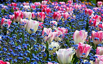 Spring Flowers Resolution HD wallpaper