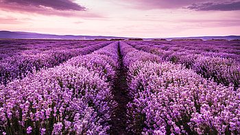 Landscape View Of Lavender Purple Flowers Field Under Light Pink Sky Flowers HD wallpaper