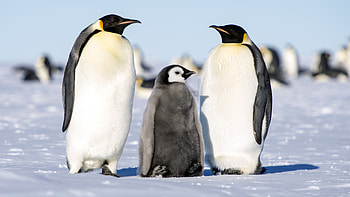 Family, Penguins HD wallpaper