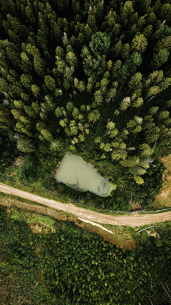 Nature, Trees, View From Above, Road, Forest HD phone wallpaper