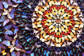 Butterfly mandala, yellow, red, blue, mandala, butterfly, fluturi HD wallpaper