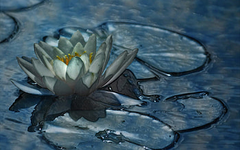 The Gathering, blue, abstract, gathering, flower HD wallpaper