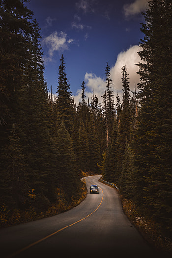 Auto, Trees, Cars, Road, Turn HD phone wallpaper