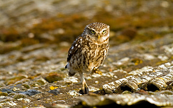 ✿✿✿ Owl ✿✿✿, animal, birds, owl, animals HD wallpaper