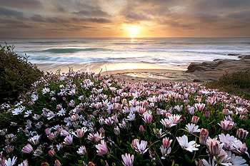 Sunset, sea, nature, flowers, sunsets HD wallpaper