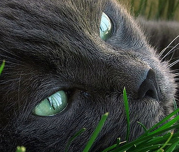 Green Eyes, kitten, black cat, sweet, cats, eyes, cute, cat, beautiful, grass, nice, cat face, animals, green, face, lovely HD wallpaper
