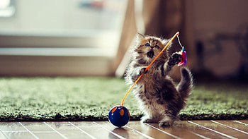 Animals, Cats HD wallpaper