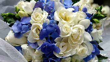 Plants, Flowers HD wallpaper