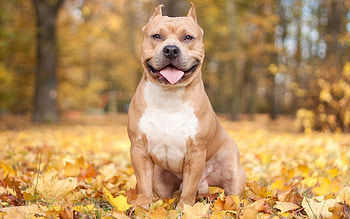 Animals, Autumn, Leaves, Dog, Protruding Tongue, Tongue Stuck Out HD wallpaper