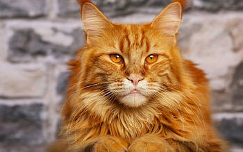 Orange Maine Coon, Vibrant fur colours, Eye-catching background, Playful and charming HD wallpaper