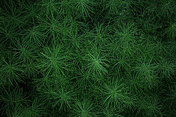 Nature, Grass, Plant, Greens HD wallpaper